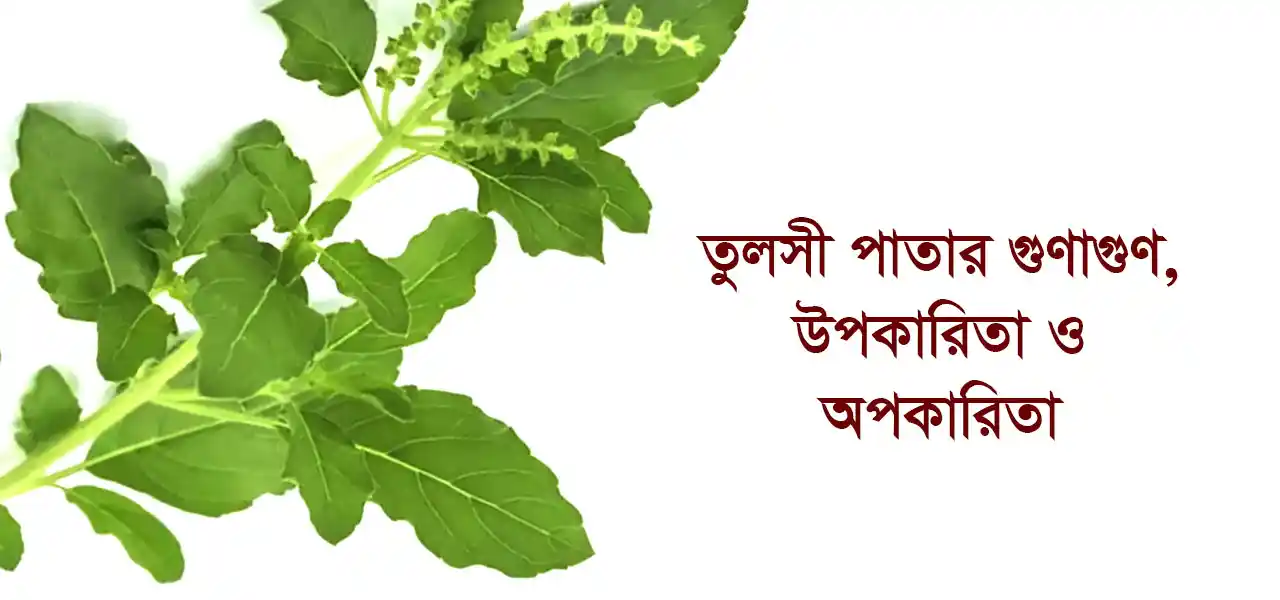 তুলসী পাতার গুণাগুণ, উপকারিতা, অপকারিতা ও ব্যবহার সমূহ